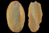 Fossil Fern (Macroneuropteris) Pos/Neg - Mazon Creek #121173-1